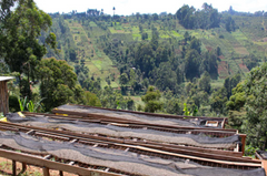 Drying racks with coffee beans in a Kenya green landscape