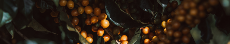 Close-up of berries with a dark background