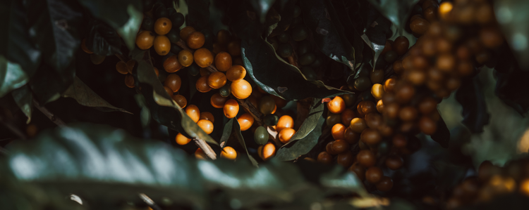 Close-up of berries and leaves with a dark background