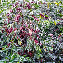 Close-up of a coffee plant with green leaves and red berries
