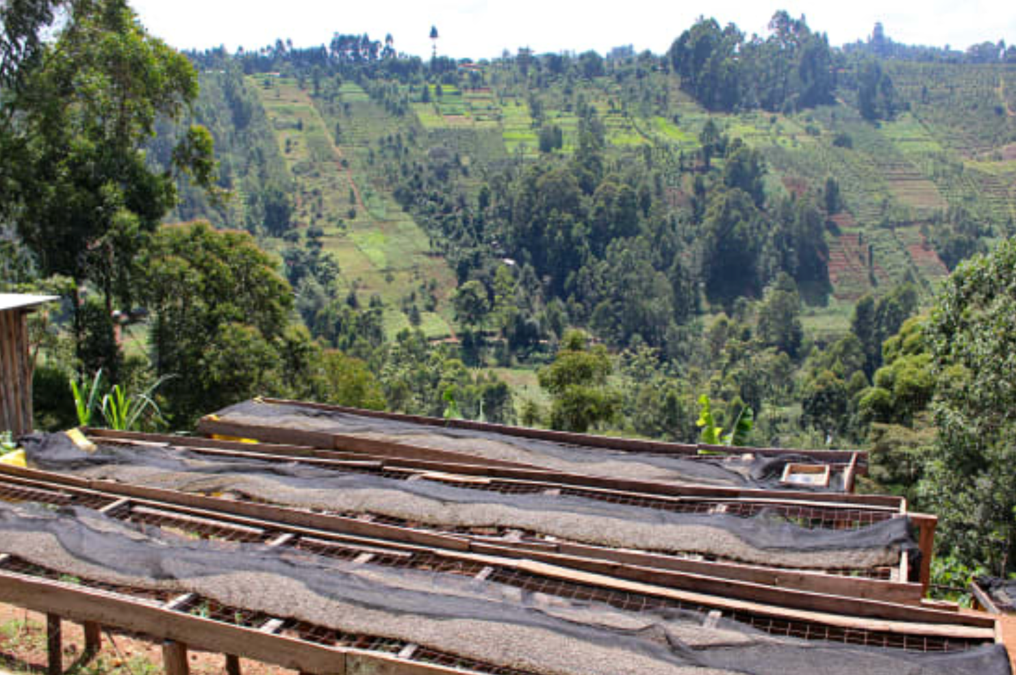 Drying racks with coffee beans in a Kenya green landscape